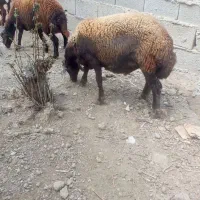 نر توقلی پروار شده