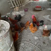 مرغ وخروس. سالم