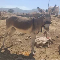 الاغ|حیوانات مزرعه|گیلان غرب, |دیوار