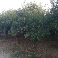 فروش ۶۵۰ متر زمین مسکونی بافت دار