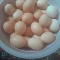تخم مرغ تازه محلی