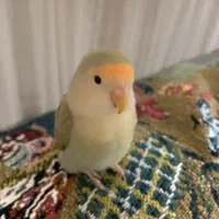 کوتوله رنگ صابونی رنگ کمیاب