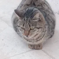 واگذاری گربه(سرپرست دلسوز )