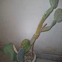 کاکتوس