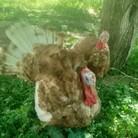 بوقلمون زینتی نر و چاق و جوان