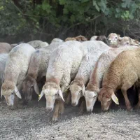 پخشگوسفندزنده مزرعه نژاد مبانی براقربانی