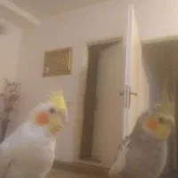 عروس هلندی۳