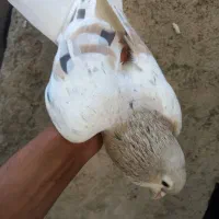 کبوتر|پرنده|نیشابور, باغ نو|دیوار