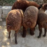 بره قزل افشاری جنس بالا