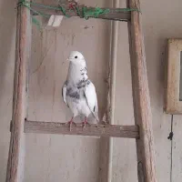 کبوتر سیاه و قلمکار  نر و ماده