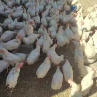 مرغ سفید تخمگذار