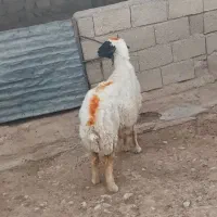 ۱راس میش چاق
