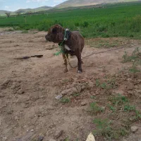 سگ پیت بول
