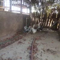 گلین