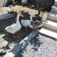 فروش قوغاز