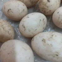 تخم اردک اسراییلی نطفه دار
