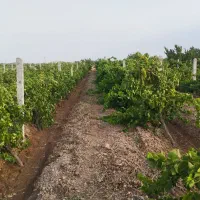 باغ-انگور