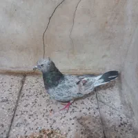 کفتر