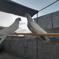 کفتر پرشی