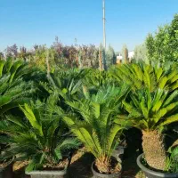 کارگر برای باغ گل و گیاه