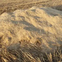 کاه سفید کا گندوم دارم کاه یونجه درجه یک دارم