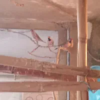 فنچ کرواتی و گلوبریده