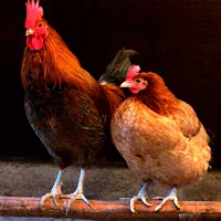 داغ گوشو