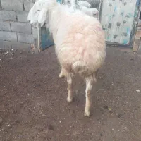 یک راس قوچ جوان