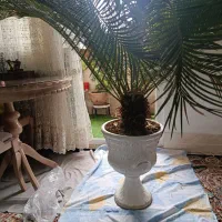گل سیکاس بزرگ مناسب تراس