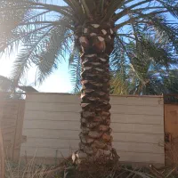 تمیز کردن نخل ..تکریب وکندن پاجوش نخل