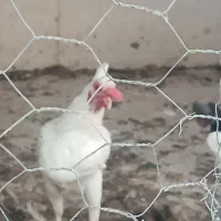 خروس گلین