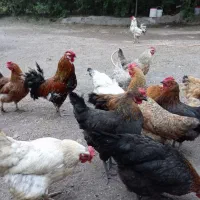 17عدد مرغ و خروس