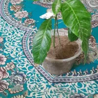 نهال انبه