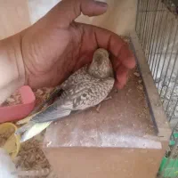 جوجه عروس و تخم عروس و سرنگ سرلاک و سرلاک