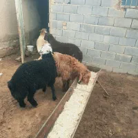 بره قوچ افشار بزری خالص