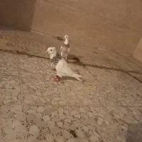 ابادانی اصل وطوقی  پاک بدون نقص
