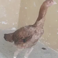 جوجه مرغ لاری
