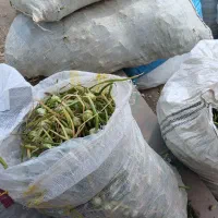 گل سیر عمده