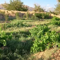 باغ سنددار در علویجه