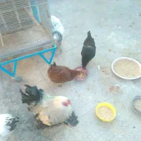 مرغ خروس