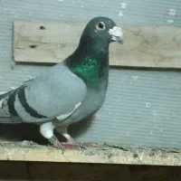 سبز ابلغ|پرنده|بیرجند, |دیوار