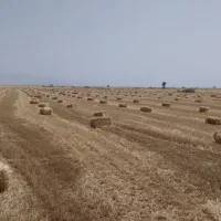 کاه