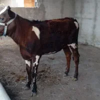 گوساله ماده