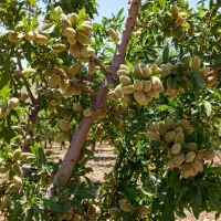 مرکز فروش نهال پسته ، بادام ، گردو ، میوه نهالستان