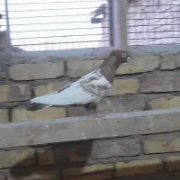 کفتر