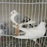 کبوتر بلژیکی جوجه هستن  جفت جلوتر عکس بعدی جوجه هس