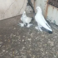 کبوتر و عروس هلندی..