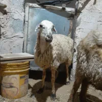 میش بره گوسفند بز بزغاله