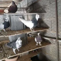 طوقی|پرنده|ایزدخواست, |دیوار