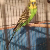 عروس هلندی و مرغ عشق
